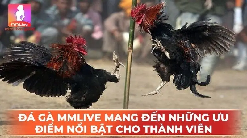 Đá gà MMLive mang đến những ưu điểm nổi bật cho thành viên